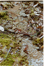 画像をギャラリービューアに読み込む, Tour 大地の再生から海と山のつながりを紐解く、みんなの森ワークショップ