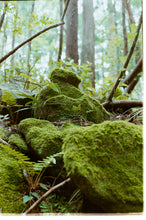 画像をギャラリービューアに読み込む, Tour 大地の再生から海と山のつながりを紐解く、みんなの森ワークショップ
