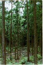 画像をギャラリービューアに読み込む, Tour 大地の再生から海と山のつながりを紐解く、みんなの森ワークショップ
